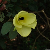 Bauhinia racemosa Lam.